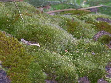 Due specie di muschi